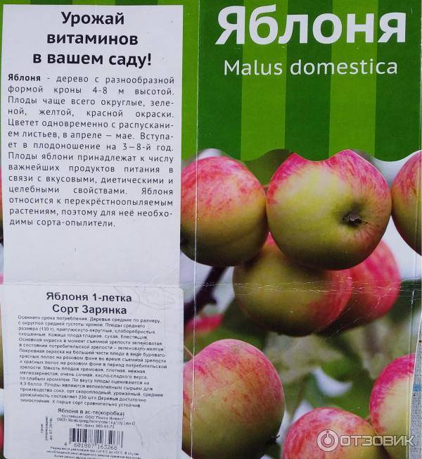 Описание сорта яблони пинова: фото яблок, важные характеристики, урожайность с дерева