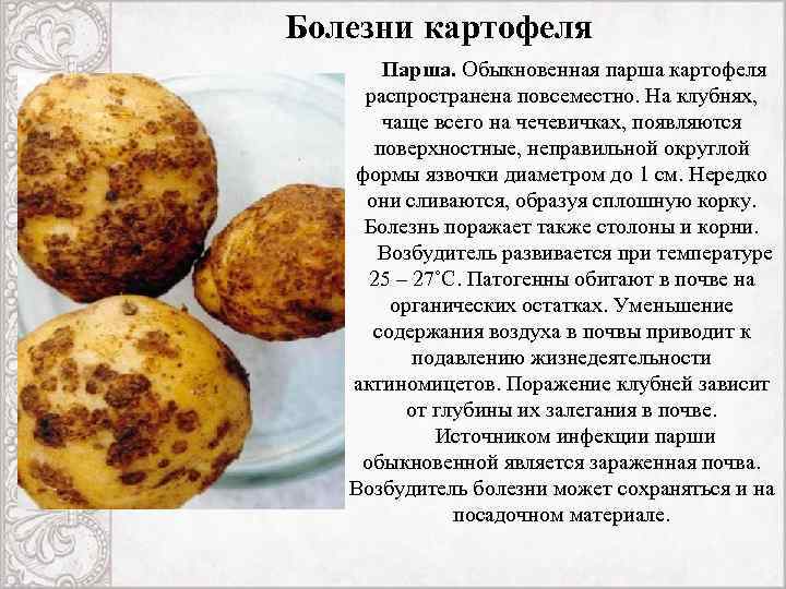Фузариозное увядание картофеля | справочник пестициды.ru