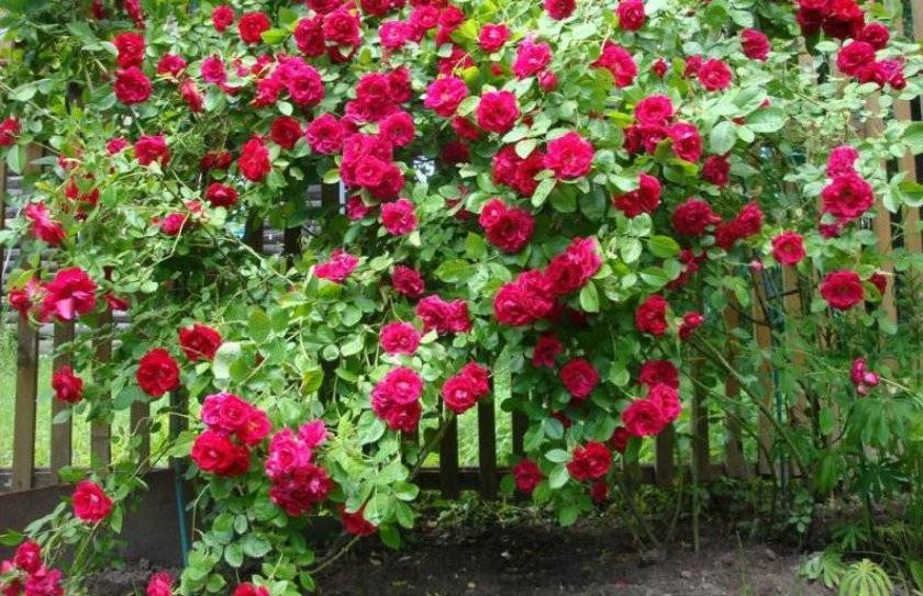 Выращивание розы сантана плетистая, подкормка, уход
