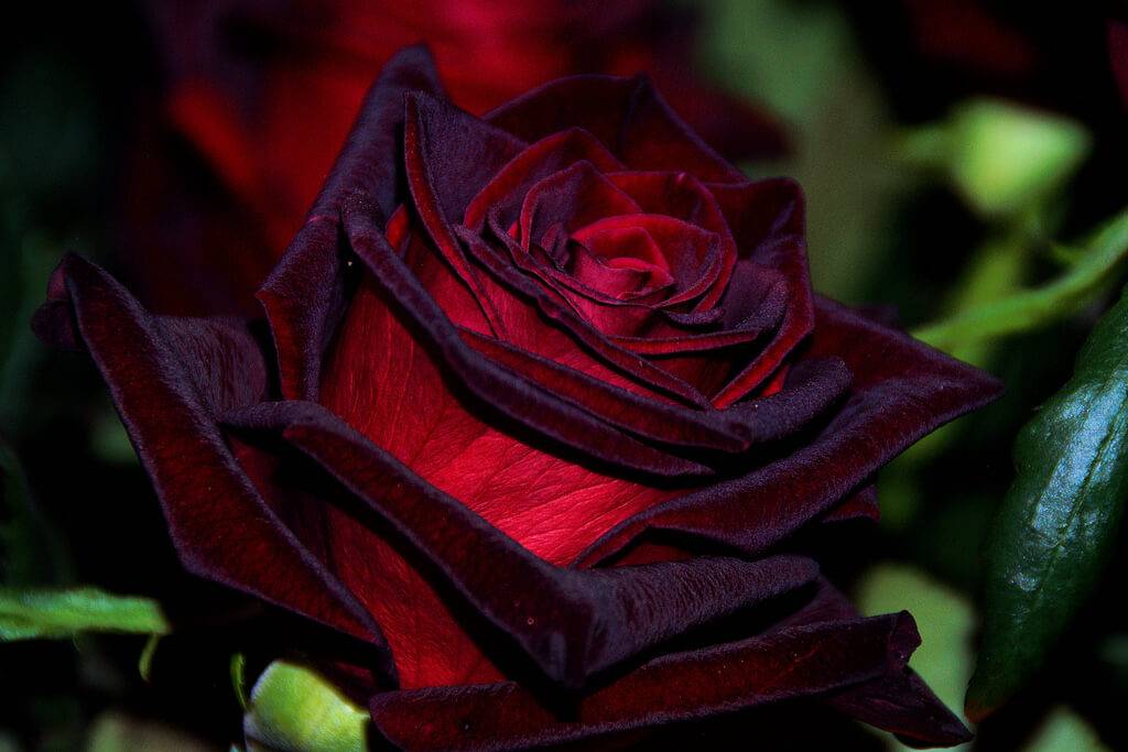 Роза черная магия: фото, описание, условия выращивания