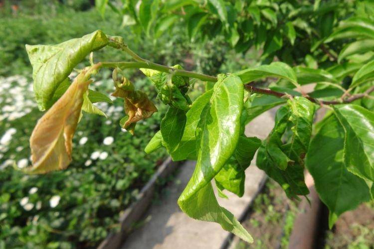 Скручиваются листья у помидоров – самая распространенная причина и что можно сделать — agroxxi