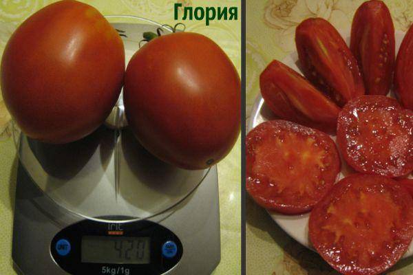 Проверенный долгими годами — томат глория: подробное описание сорта и его характеристики