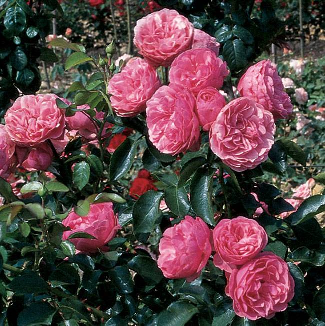 Роза леонардо да винчи (leonardo da vinci): фото и описание плетистого сорта, характеристика, посадка и уход, отзывы садоводов