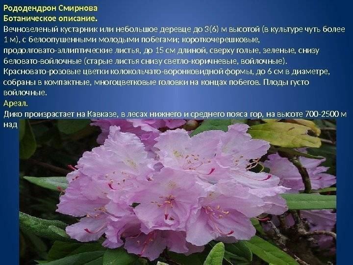Описание и характеристики рододендрона шлиппенбаха, посадка и выращивание