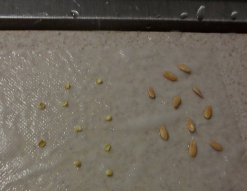 Как в домашних условиях проверить семена огурцов на всхожесть в воде