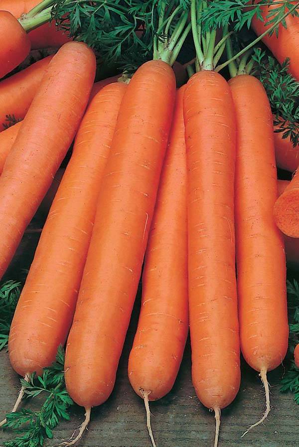 Морковь абако: описание сорта, выращивание и уход