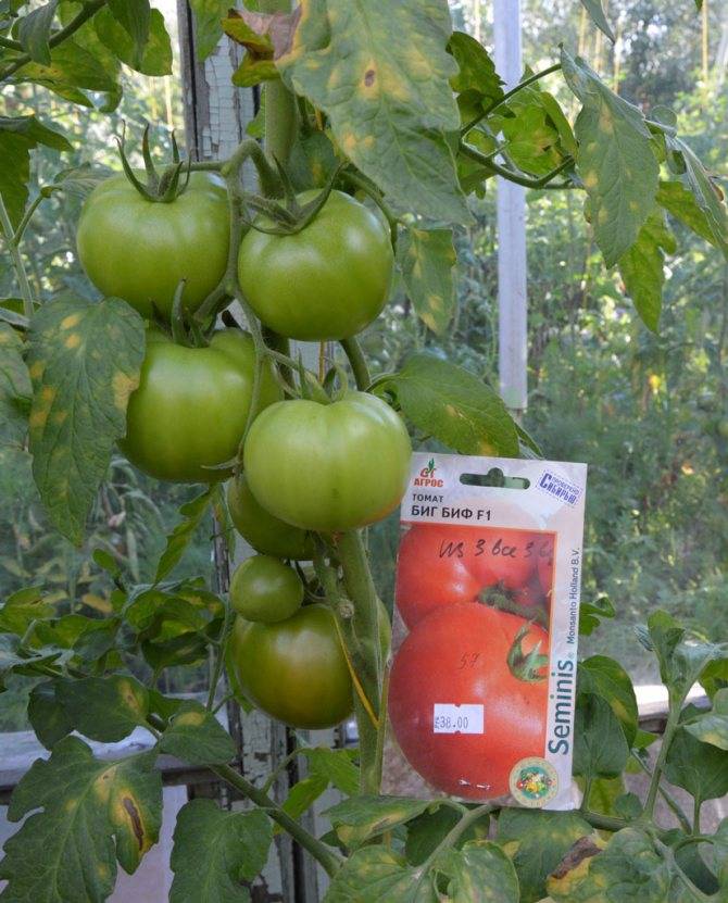 Характеристика и описание сорта томата Биф Биф, его урожайность
