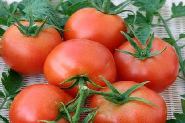 Томат лель: отзывы огородников и фото урожая, преимущества и недостатки сорта помидоров, секреты выращивания