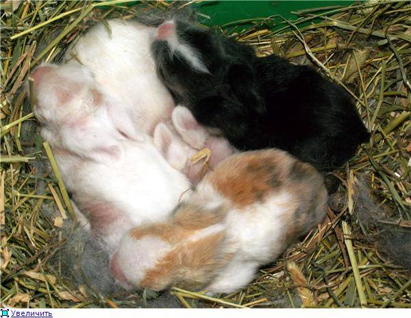 Когда крольчата открывают глаза и выходят из гнезда: развитие по дням и сроки