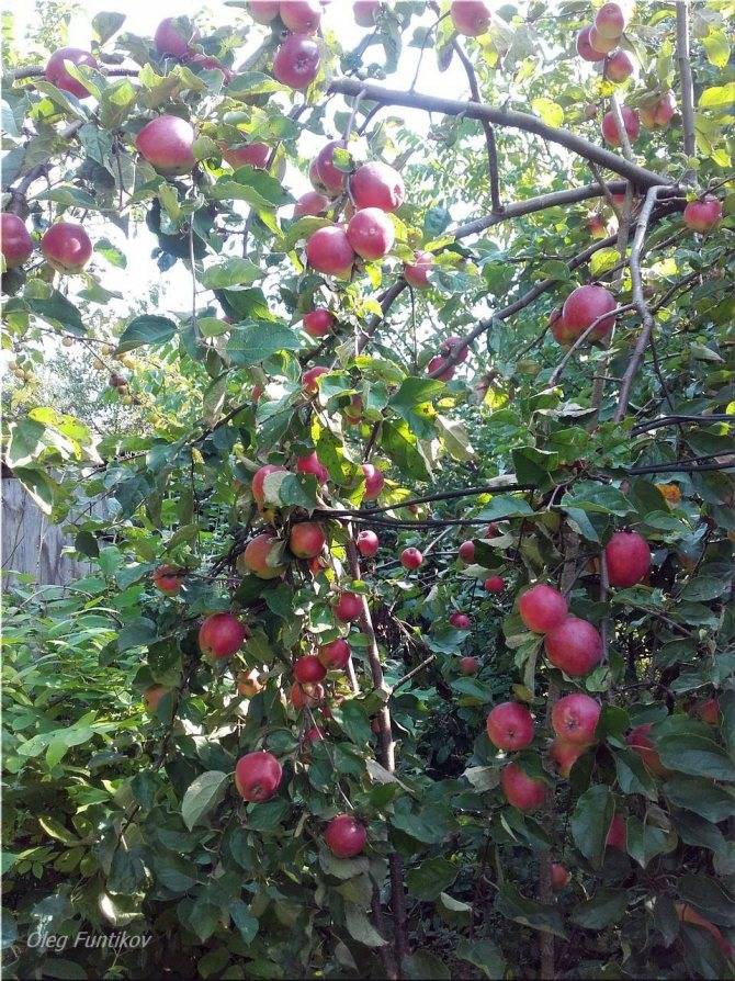 Описание сорта яблони звездочка: фото яблок, важные характеристики, урожайность с дерева