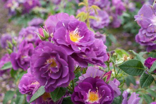 ✅ фиолетовые розы: что означают, описание сортов с фото, основные правила выращивания и ухода - tehnoyug.com