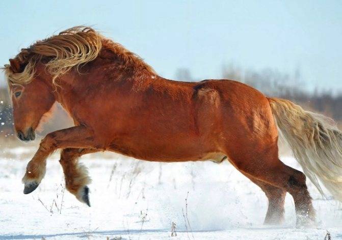 Лошади советские тяжеловозы: фото, история, характеристики, особенности ухода, достижения лошадей