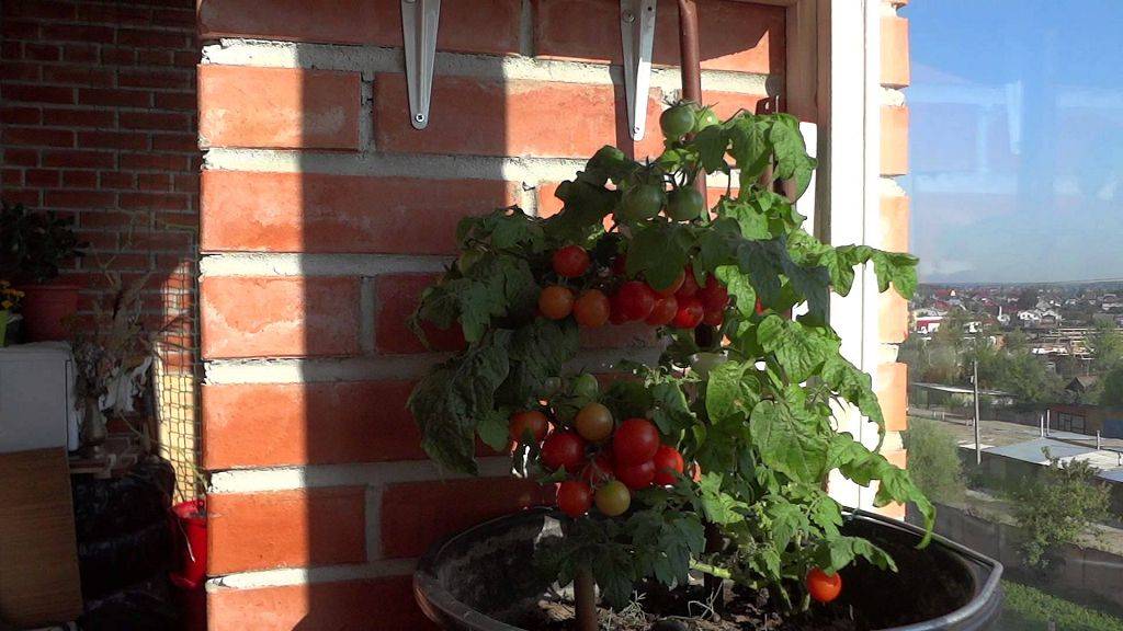 Как вырастить помидоры на балконе в домашних условиях: пошаговая инструкция посева и ухода