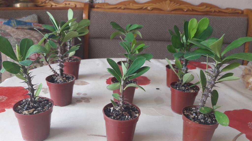 Молочай миля (блестящий): характеристики с фото, особенности ухода в домашних условиях selo.guru — интернет портал о сельском хозяйстве