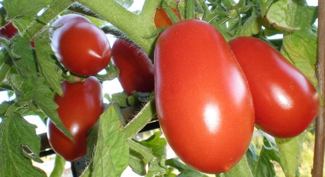Помидоры «челнок» - описание сорта, агротехника выращивания