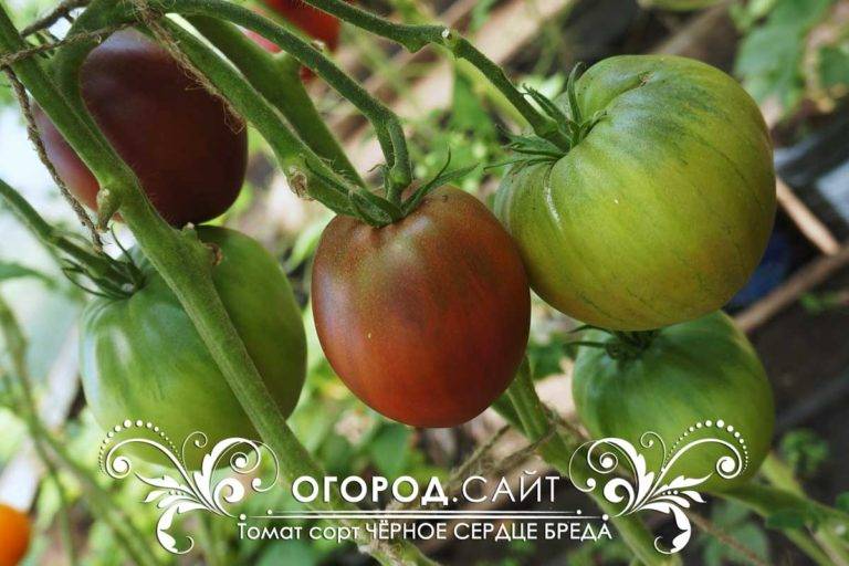 Полный обзор томата «чёрное сердце бреда»: характеристики и описание сорта, его преимущества и недостатки