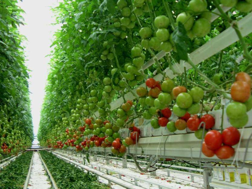 Голландские сорта томатов - особенности, преимущества и правила выращивания, уход и сбор урожая