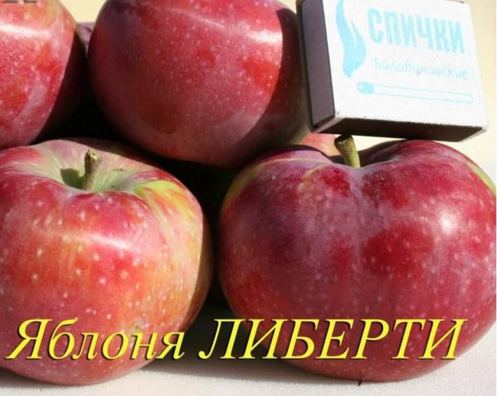 Описание сорта яблони апорт дубровского: фото яблок, важные характеристики, урожайность с дерева