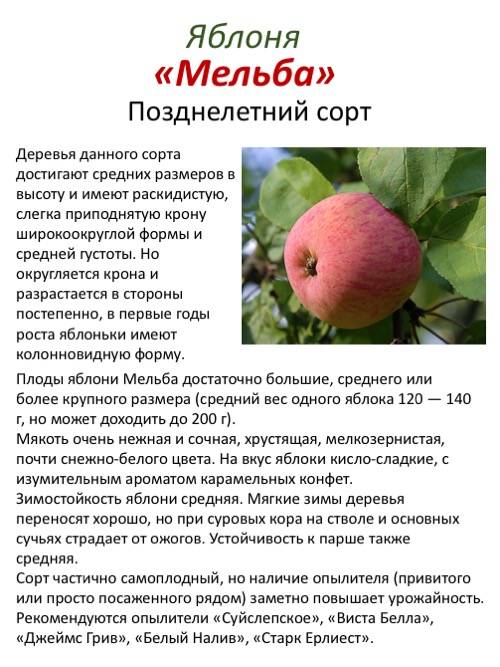 Сорт яблок розовый жемчуг отзывы садоводов фото