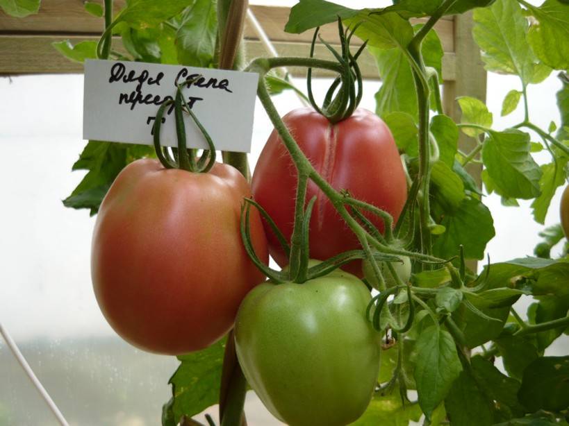 ✅ томат дядя степа — описание сорта, отзывы, урожайность - cvetochki-penza.ru