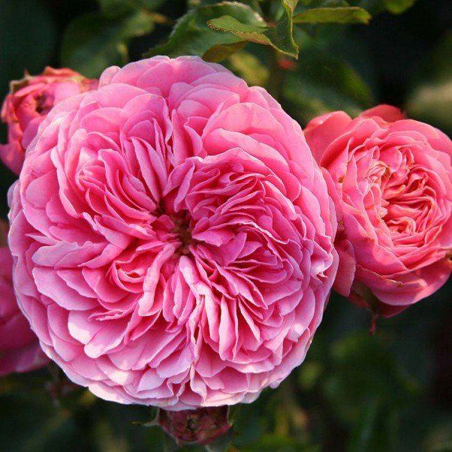 Роза леонардо да винчи: описание сорта и секреты успешного его выращивания | садоводство24