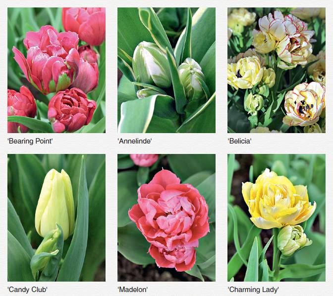 Пионовидные тюльпаны: сорта, посадка и уход, размножение, болезни и вредители, фото
