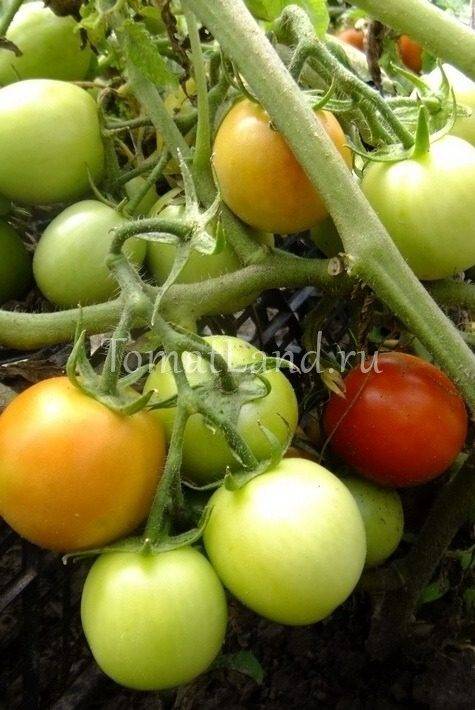 Никола — описание сорта томатов и особенности выращивания