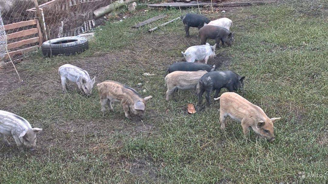 Кармалы: описание породы свиней, продуктивные характеристики