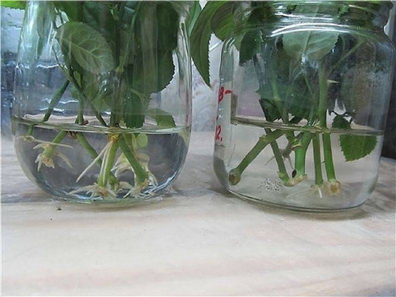 Как размножать хризантемы черенками