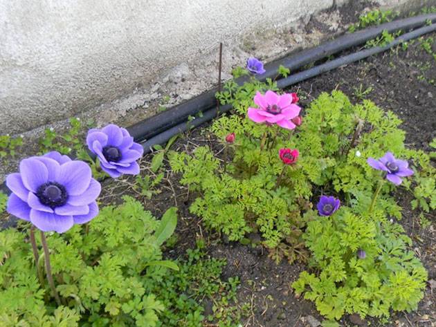 Анемона японская в дизайне сада: выращивание растения из семян, посадка и уход, фото цветов