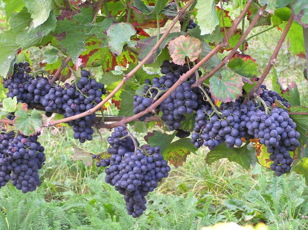 Сорт винограда пино нуар: описание сорта