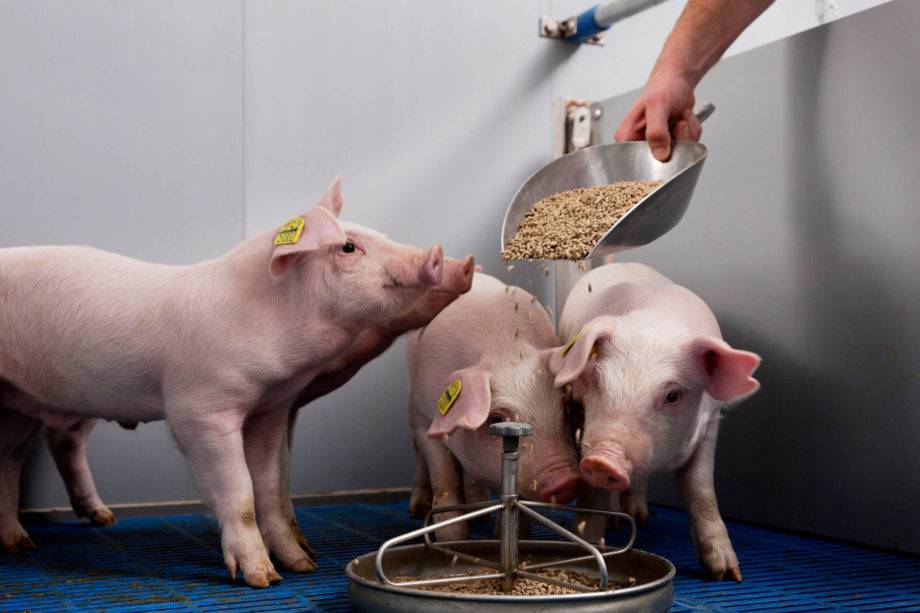Как самому приготовить комбикорм для свиней: популярные рецепты