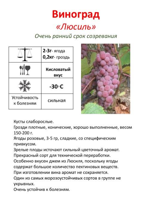 Виноград мукузани: описание сорта, фото, отзывы