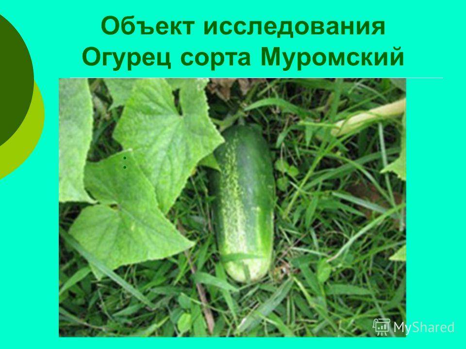 Огурец фермер: описание и характеристика сорта, мнение садоводов с фото