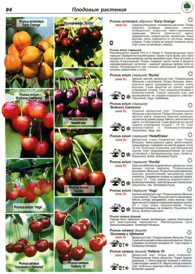 Самоплодные сорта вишни с описанием и фото