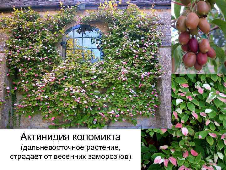 Актинидия доктор шимановский: описание и характеристики сорта, посадка и уход с фото