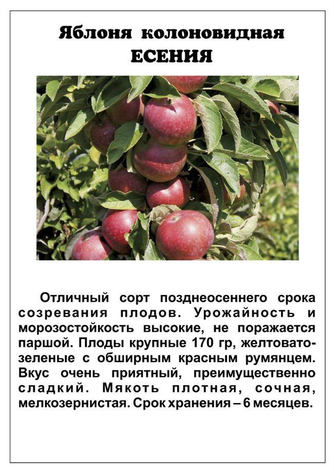 Описание сорта яблони ред фри, преимущества и недостатки, благоприятные регионы для выращивания