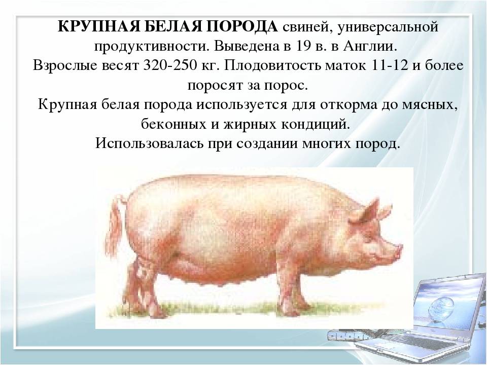 Порода свиней крупная белая: описание и характеристика, фото и видео