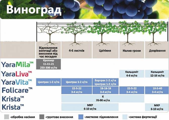 Виноград алвика: описание сорта, фото, отзывы, характеристика, технология посадки и выращивания