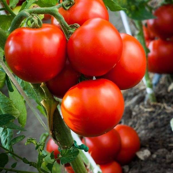 Настоящая мечта начинающего огородника — томат ранний 83: описание сорта и характеристики