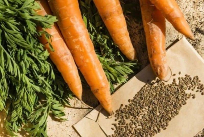 Как собрать семена моркови в домашних условиях