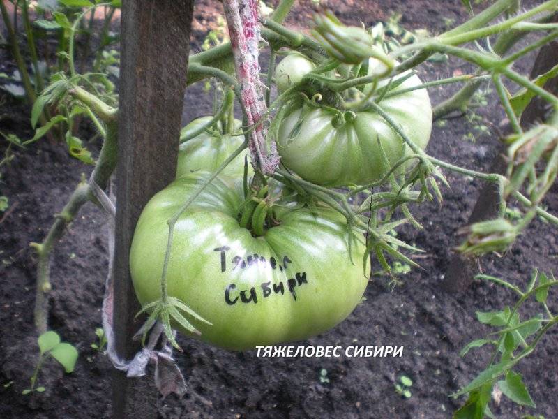 Томат тяжеловес сибири: описание сорта, выращивание и отзывы дачников