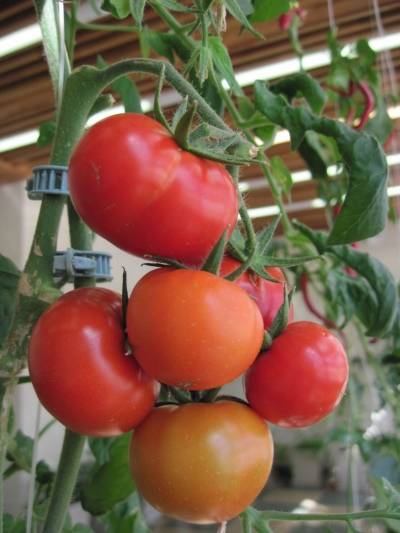 Томат синьор помидор: характеристика и описание индетерминантного сорта с фото