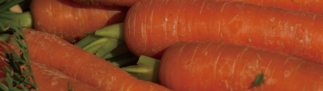 Описание сорта моркови абако и выращивание из семян