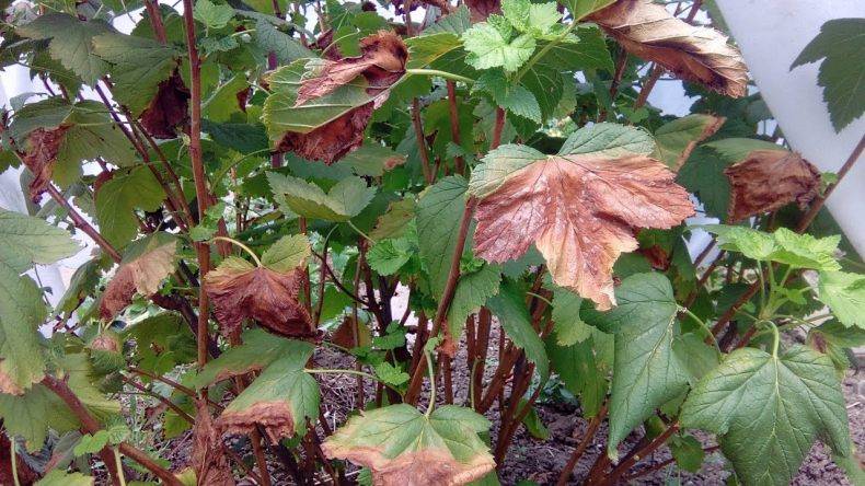 Листья смородины сохнут – причины, почему засыхает, и что делать