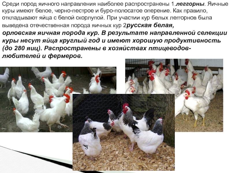 Русская белая курица описание ,фото , содержание и уход