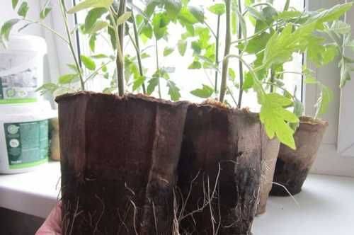 Выращивание рассады в торфяных горшочках