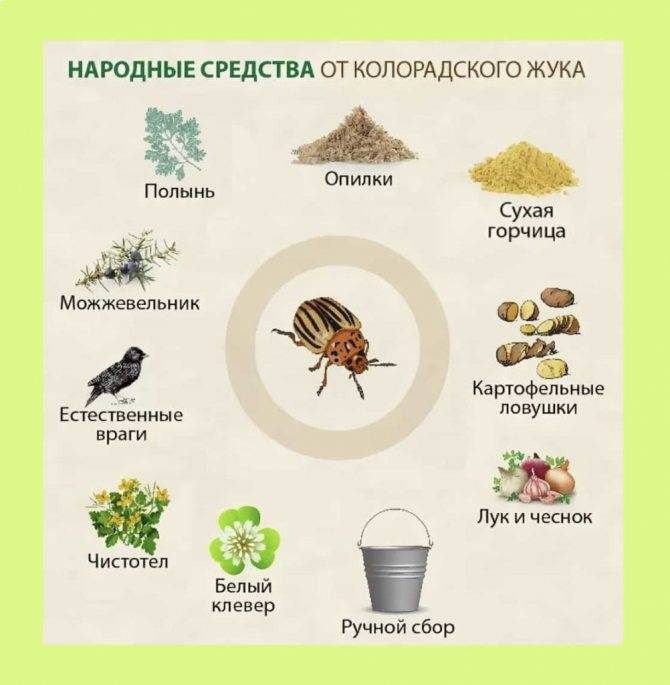 Горчица от колорадского жука: рецепты средства