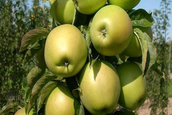 Сорт яблони малюха: характеристика и особенности выращивания
