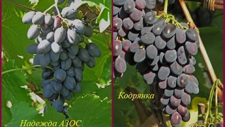 Виноград "королева винограда" (виноградников): описание, фото и характеристики сорта selo.guru — интернет портал о сельском хозяйстве